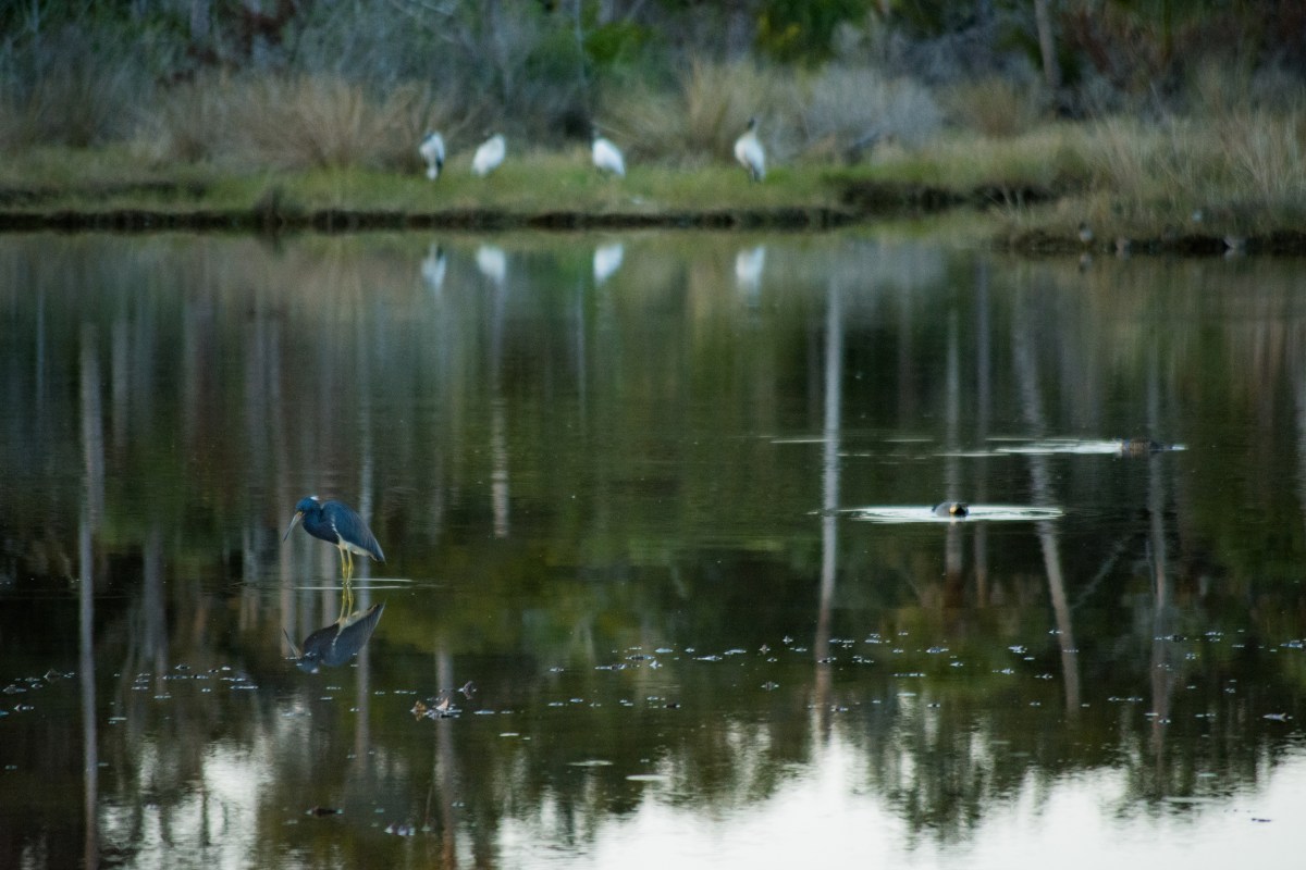 Heron and ducks (1 of 1)