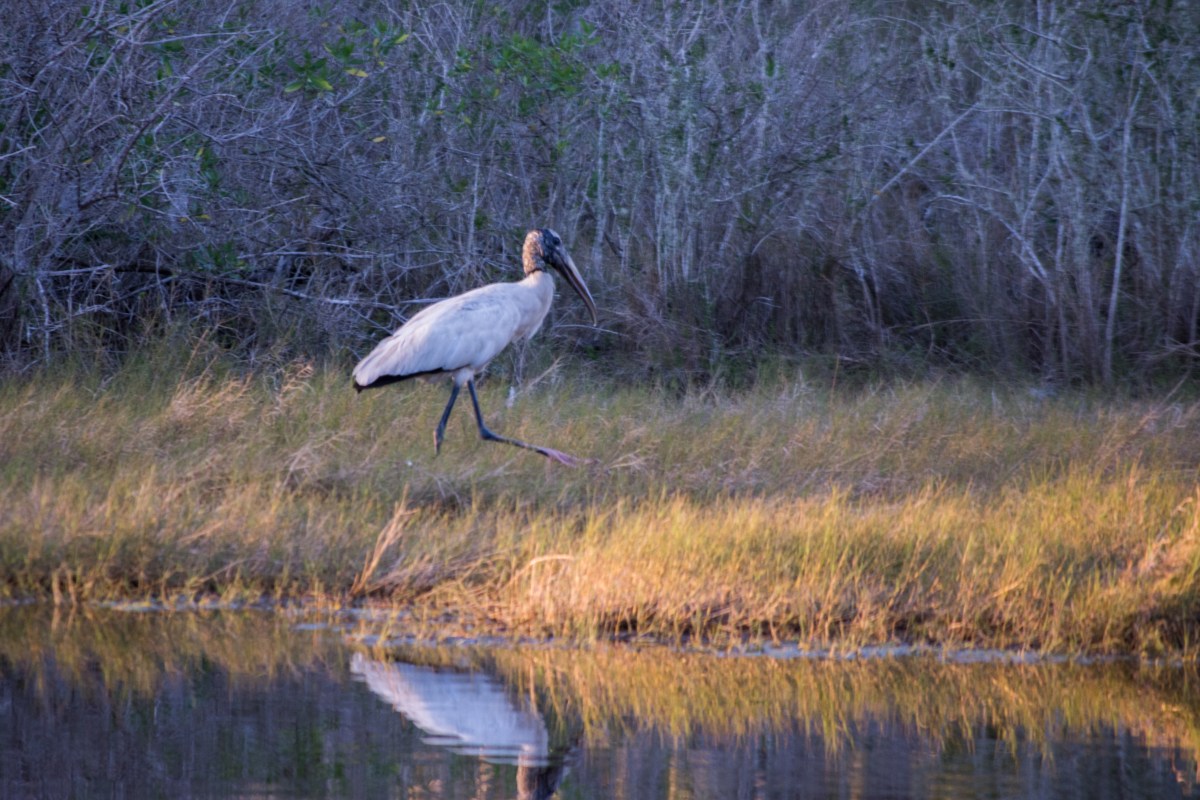 WoodStork (1 of 1)