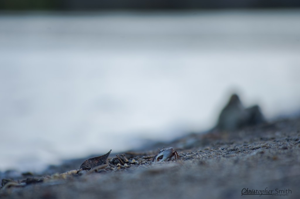 Fiddler on the bankwm